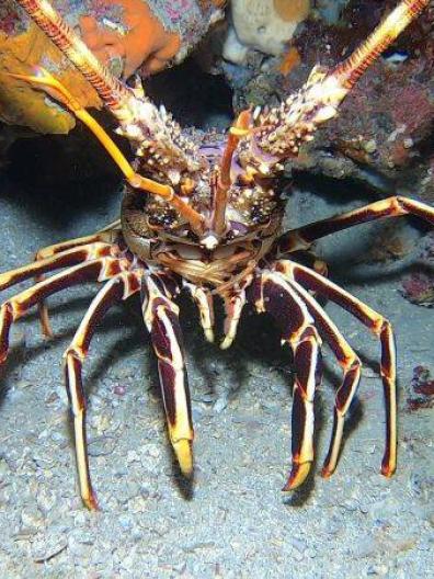 Premuda feeldeep 2022 jun3 51