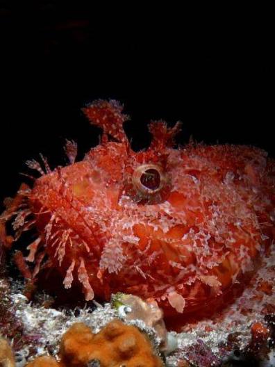 Premuda feeldeep 2022 jun3 5