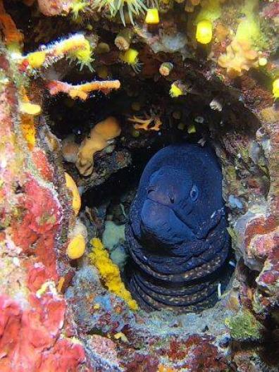 Premuda feeldeep 2022 jun3 62